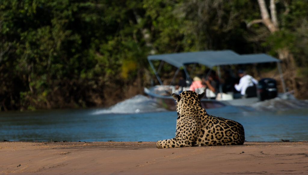 Onça observa pessoas em barco no Pantanal - Ricardo Casarín - Brasil